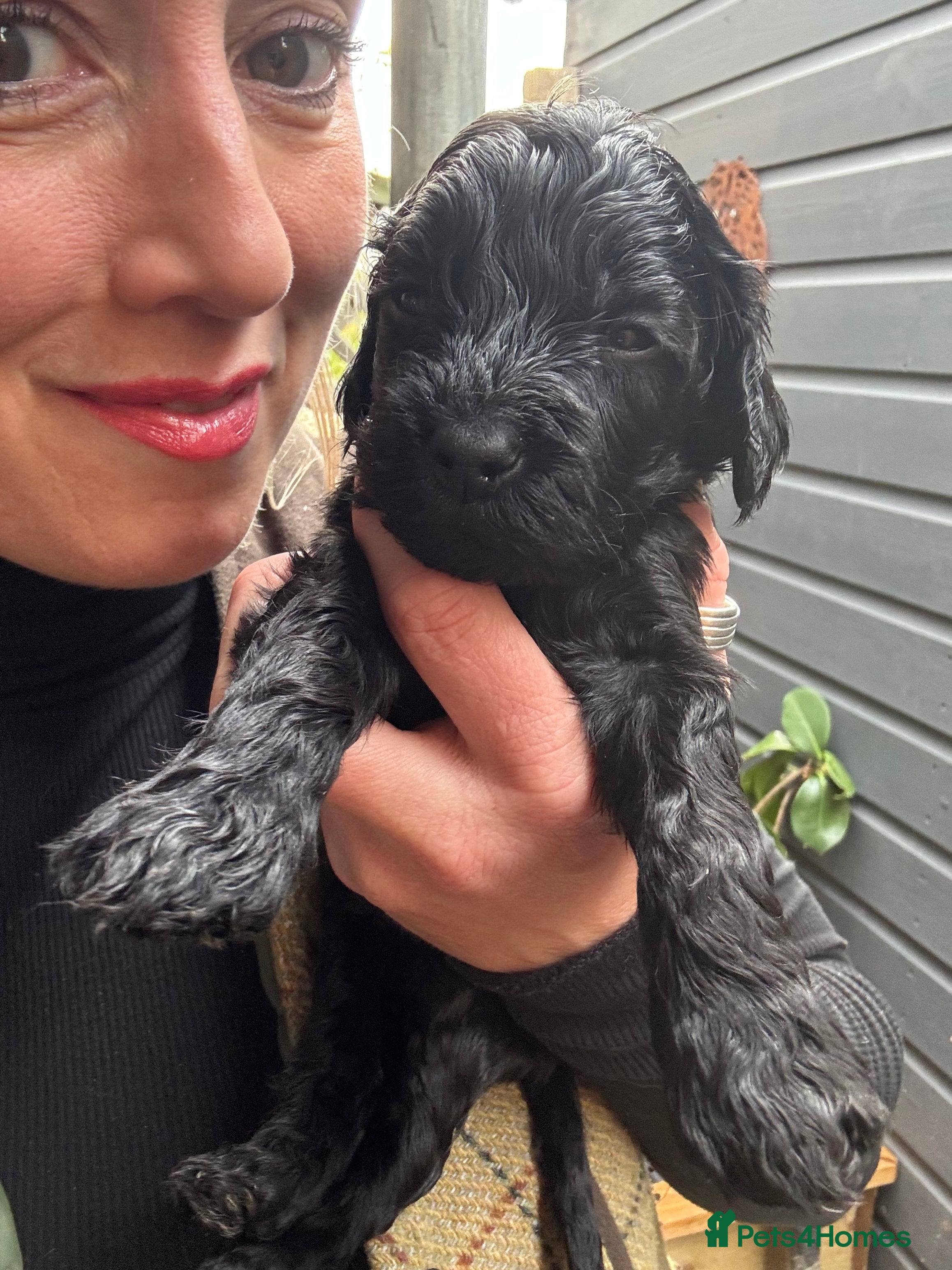 Cockapoo dogs Show Cockapoo F1b black boy left 5* breeder - Advert 12