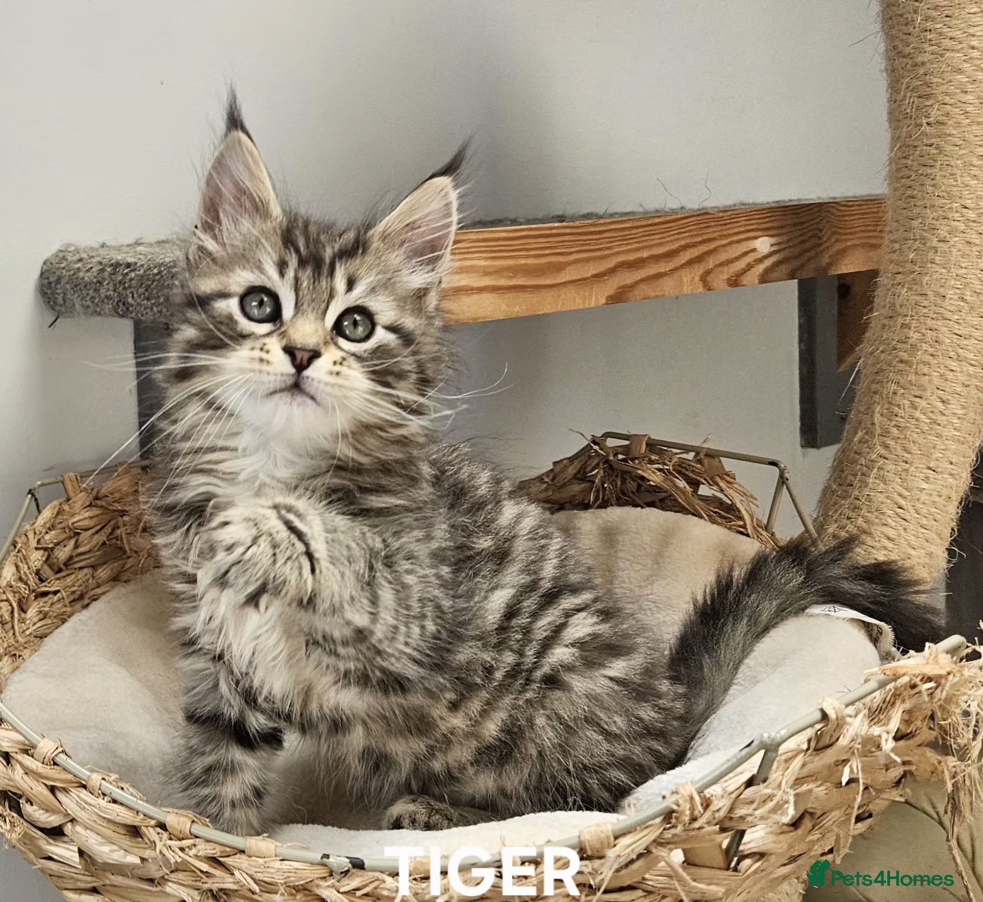 Maine Coon cats Large Maine Coon kittens regd European bloodline  - Advert 18