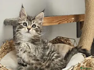 Maine Coon cats Large Maine Coon kittens regd European bloodline - Advert 18