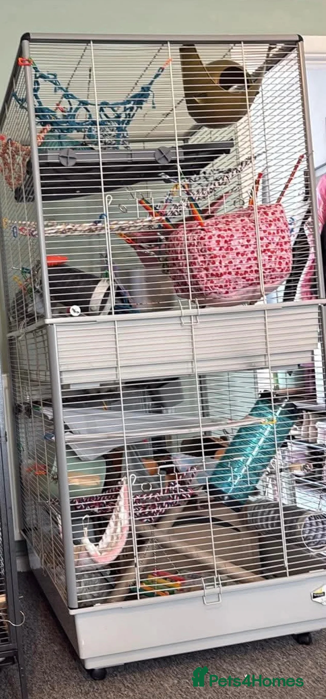 Rat rodents for sale: 2 male rats, huge cage and contents  - Advert 6