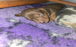 Miniature Dachshund dogs for sale: Miniature Dashaund puppies - Image 11