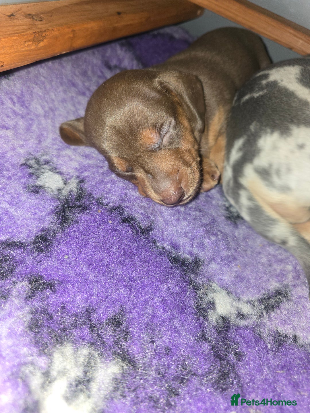 Miniature Dachshund dogs for sale: Miniature Dashaund puppies - Image 11