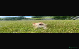 Mixed Breed dogs for sale:  Cockerainan   - Image 4