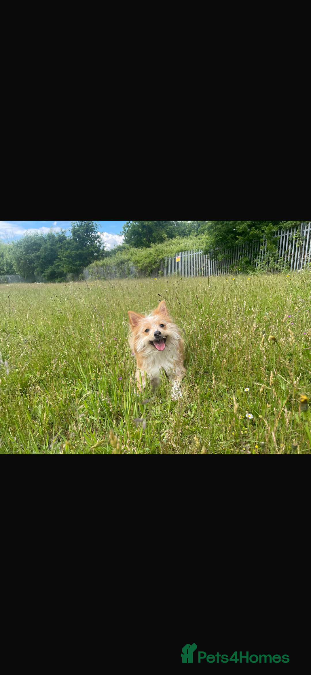 Mixed Breed dogs for sale:  Cockerainan   - Image 4