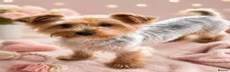 Yorkshire Terrier dogs for sale: Yorkshire terrier puppies ready now - Advert 12