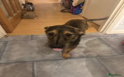 Mixed Breed dogs for sale: 6 Month Old Jack Russell × Dachshund – Remi - Image 2