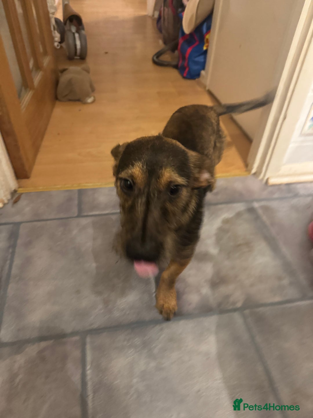 Mixed Breed dogs for sale: 6 Month Old Jack Russell × Dachshund – Remi - Image 2