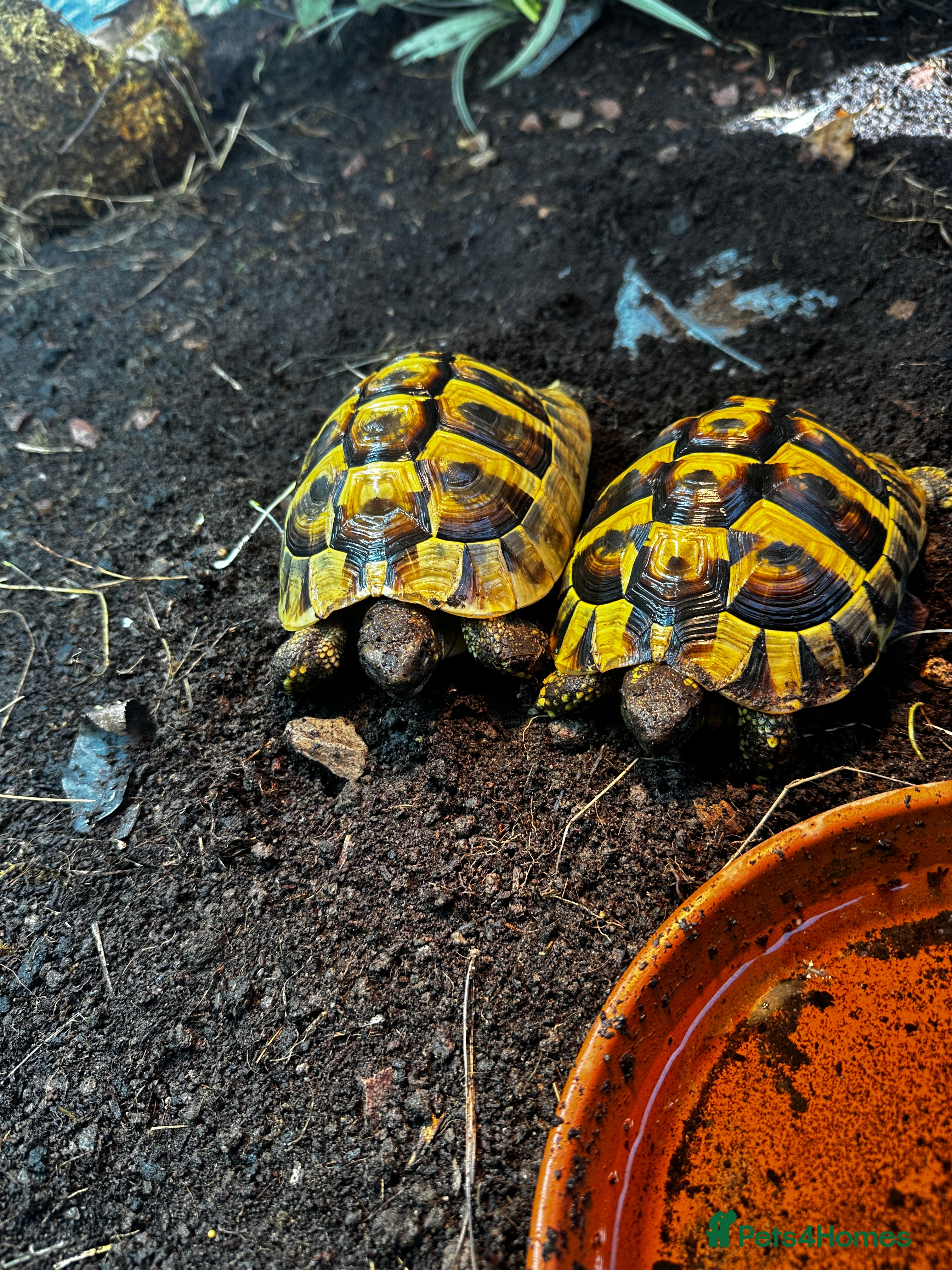Hermann Tortoise reptiles Herman tortoises  - Advert 2