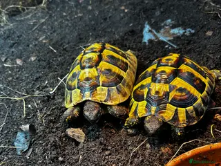 Hermann Tortoise reptiles Herman tortoises - Advert 2