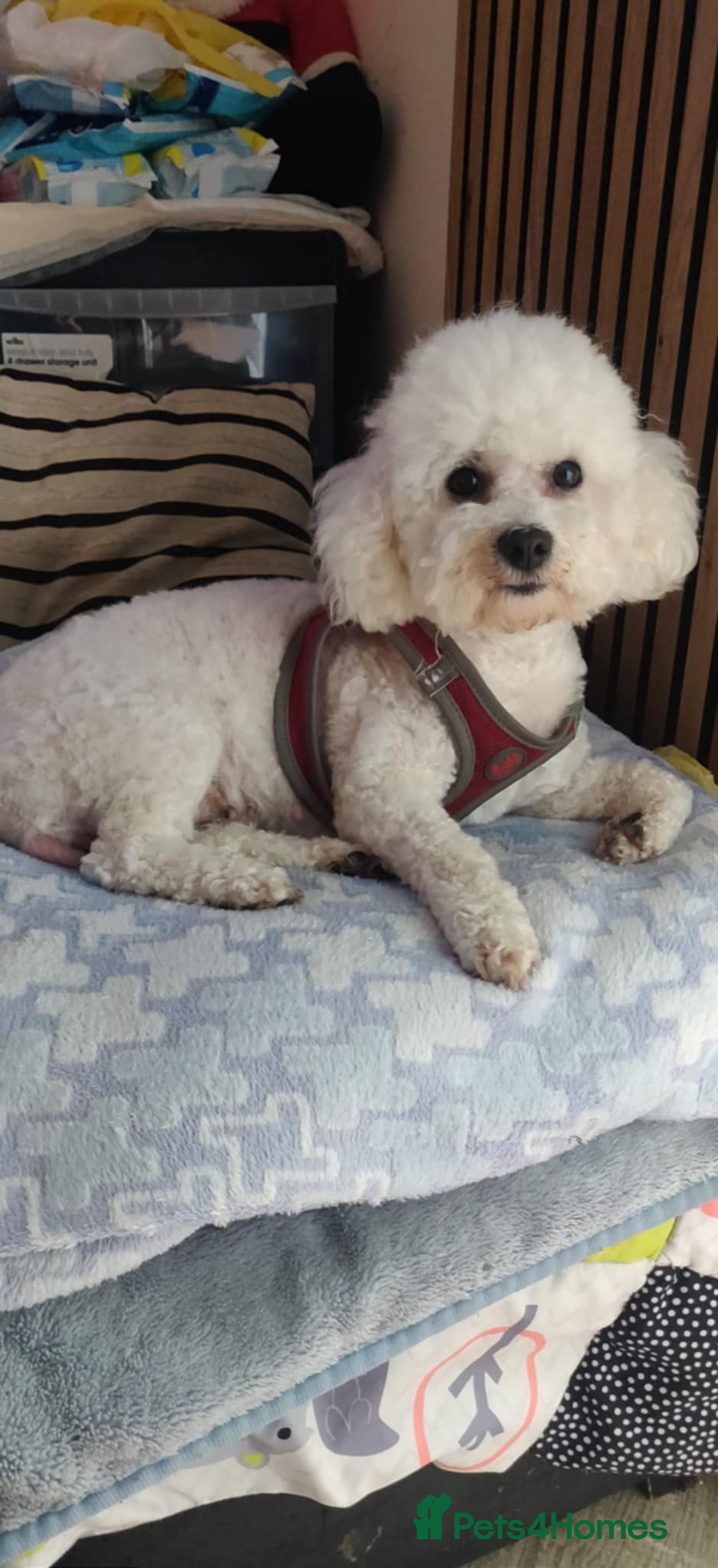 Maltipoo dogs for sale: Beautiful maltipoo puppys - Advert 15