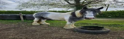 Other Breed horses for sale: Maxi cob gelding  - Advert 7