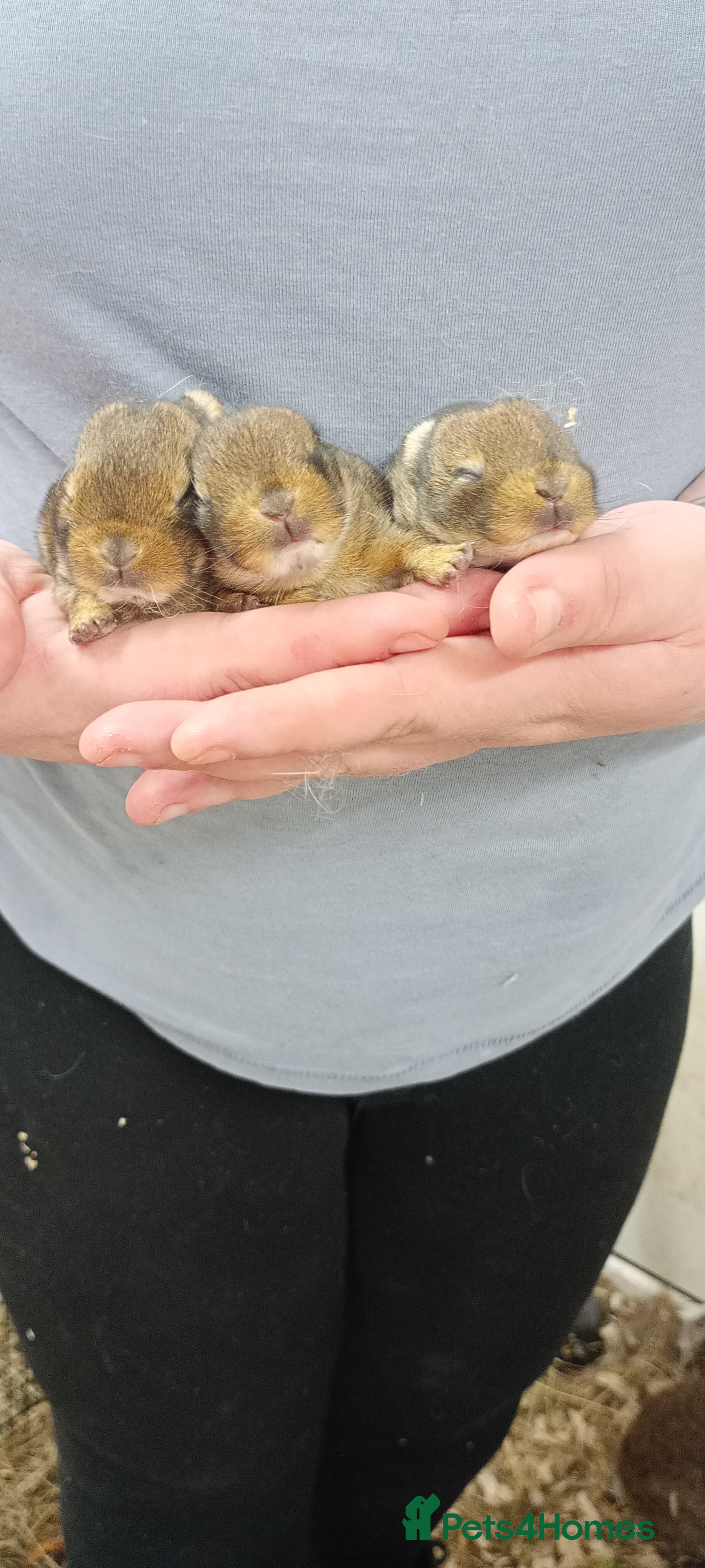 Netherland Dwarf rabbits 2 boys looking for homes - Advert 1