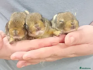 Netherland Dwarf rabbits 2 boys looking for homes - Advert 1