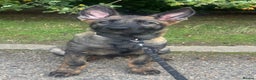 German Shepherd dogs for sale: Stunning Working line German Shepherd - Advert 14