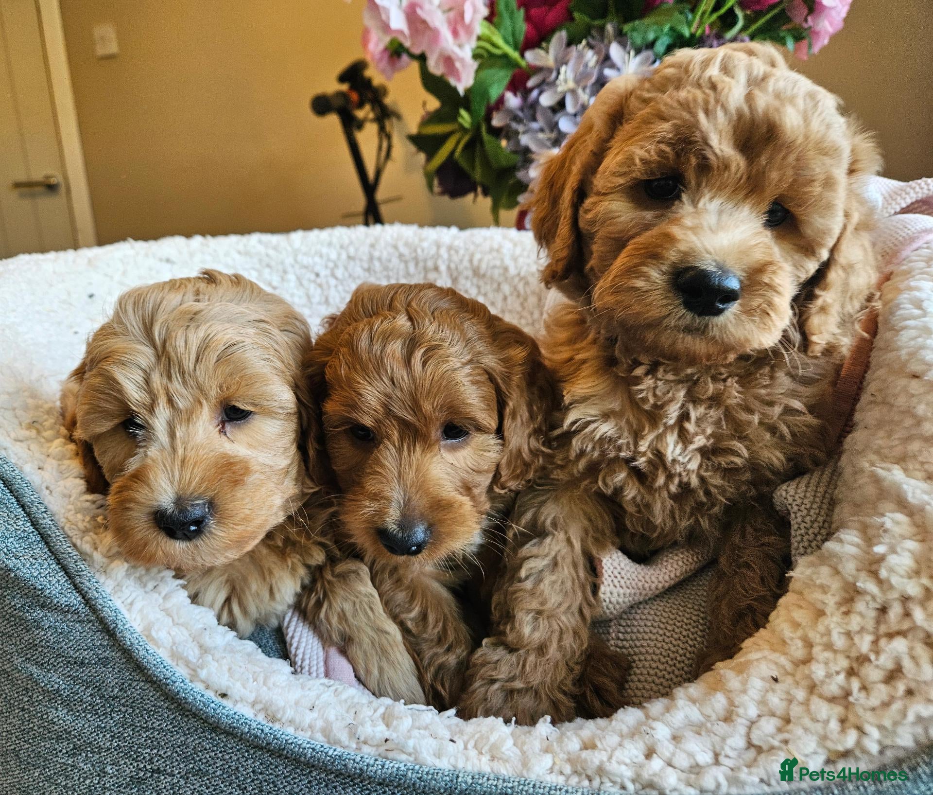 Cockapoo dogs Ready for loving homes licensed, cockapoo girls  - Advert 1