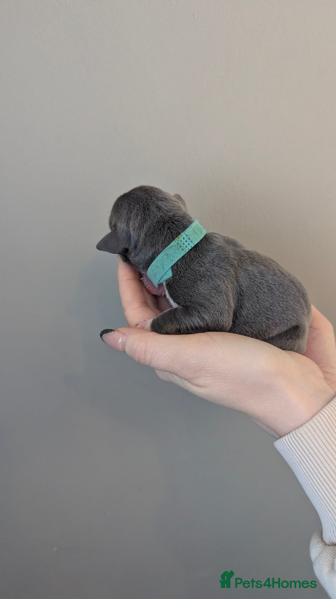 Staffordshire Bull Terrier dogs for sale: Beautiful KC reg Staffordshire bull terriers - Advert 34