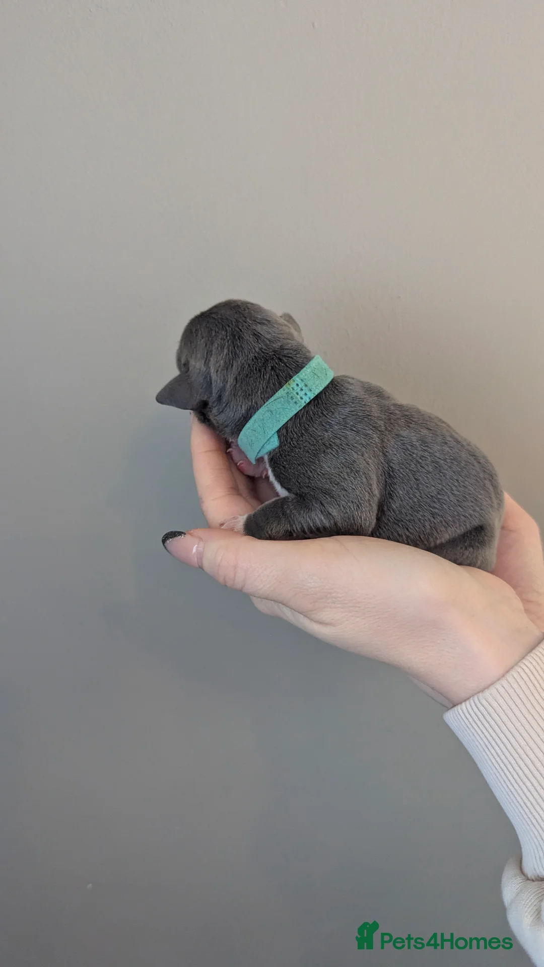 Staffordshire Bull Terrier dogs for sale: Beautiful KC reg Staffordshire bull terriers - Advert 17