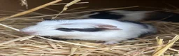 Guinea Pig rodents for sale: Guinea pigs in Ipswich - Advert 5