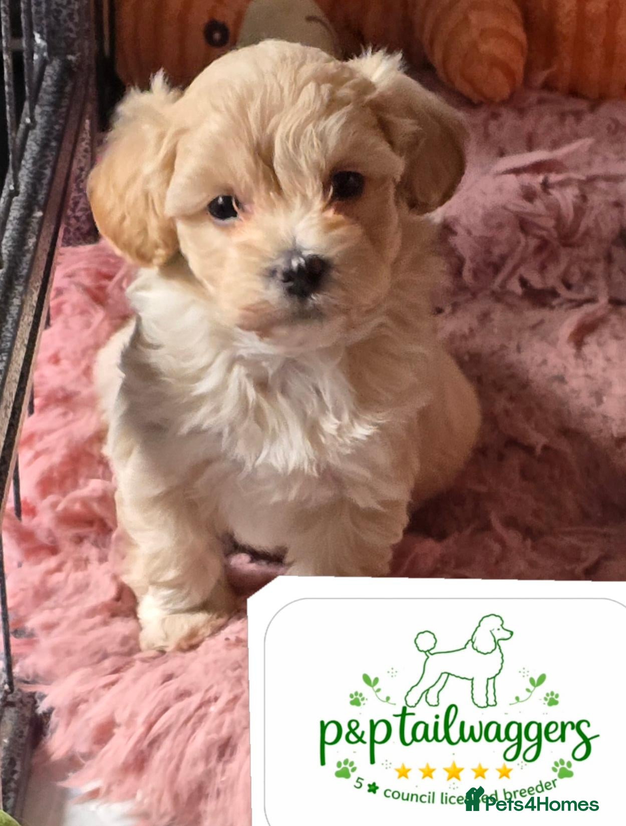 Maltipoo dogs ❤️Exquisite F1 maltipoo female 5⭐️council licensed - Advert 10