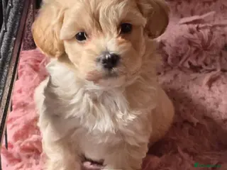 Maltipoo dogs ❤️Exquisite F1 maltipoo female 5⭐️council licensed - Advert 10