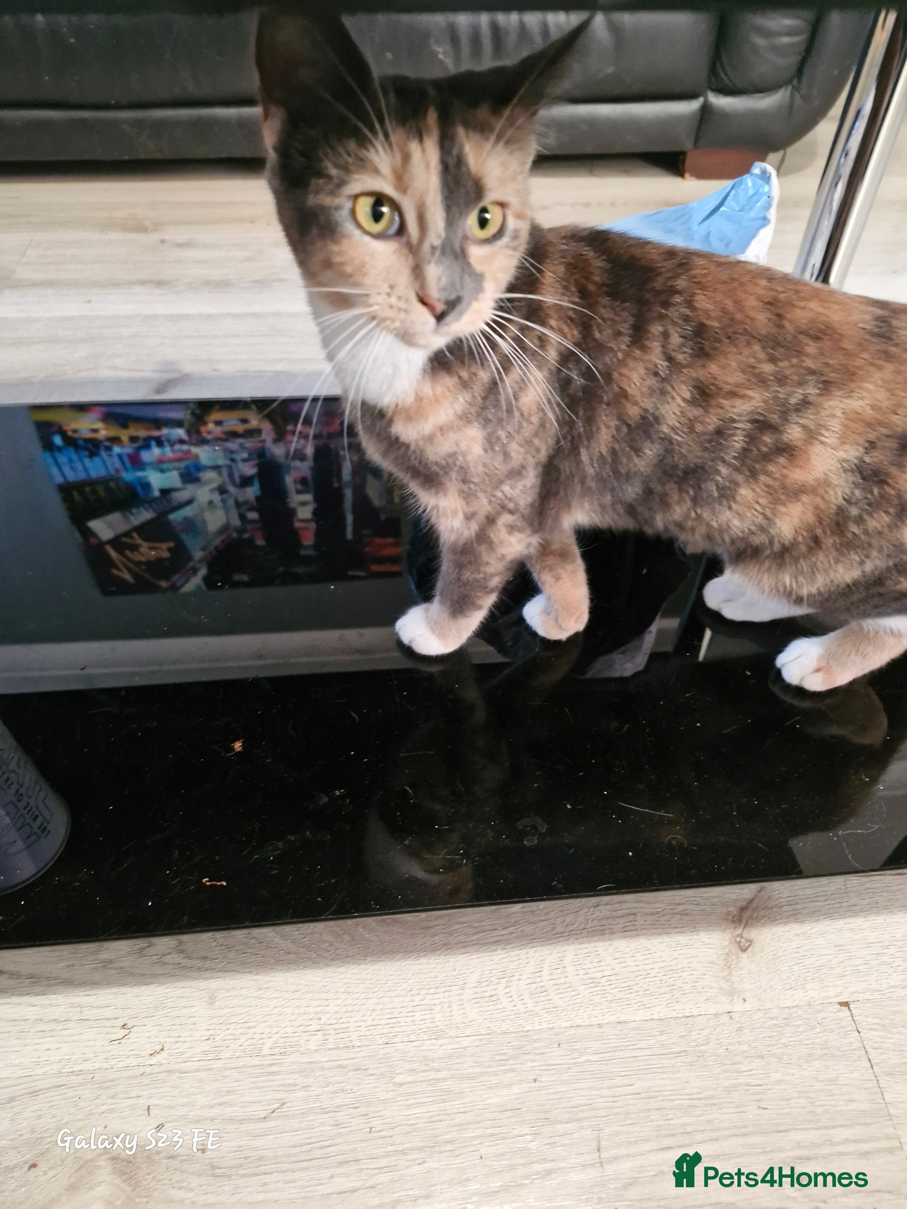 Mixed Breed cats 2 beautiful sisters kittens  - Advert 9