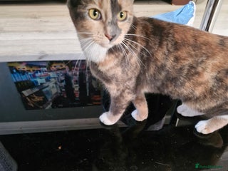 Mixed Breed cats 2 beautiful sisters kittens - Advert 1