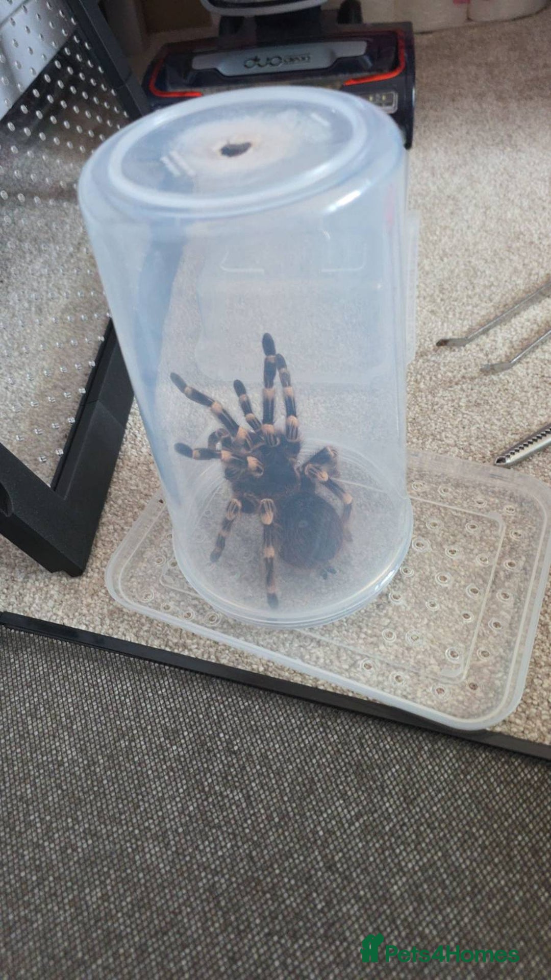 Tarantulas invertebrates for sale: Acanthoscurria geniculata fully grown adult female - Advert 5