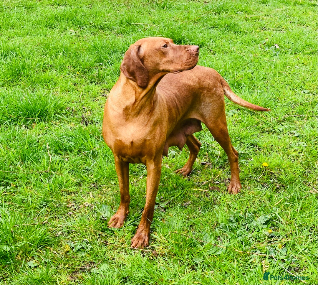 Hungarian Vizsla dogs for sale: PEDIGREE VIZSLA PUPS HIP & ELBOW TESTED PARENTS   - Image 4