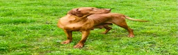 Hungarian Vizsla dogs for sale: PEDIGREE VIZSLA PUPS HIP & ELBOW TESTED PARENTS   - Advert 4