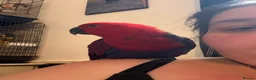 Parrots birds for sale: 10 month old female Electus  - Advert 3