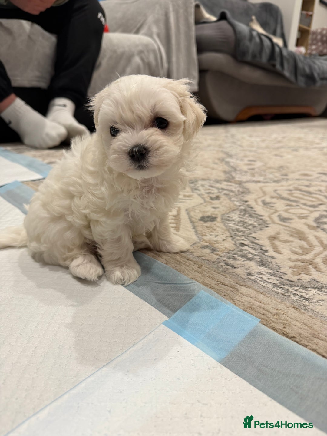 Maltese dogs for sale: Gorgeous Maltese puppies  - Advert 33