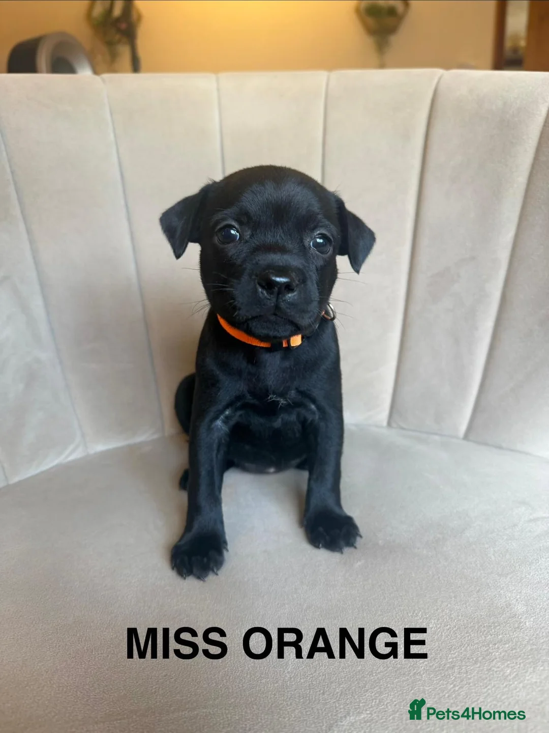 Staffordshire Bull Terrier dogs for sale: Black KC Reg/Health Tested Staffordshire Puppies. - Advert 2