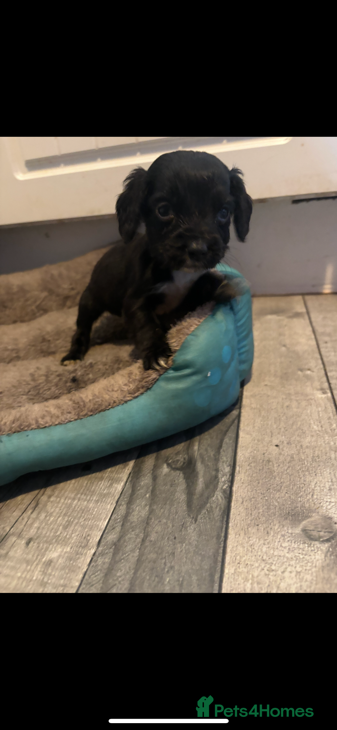 Cocker Spaniel dogs for sale: 5 lovely cocker spaniels  - Advert 11