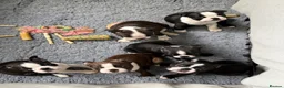 Boston Terrier dogs for sale: Kc Boston Terrier Puppies - Advert 12