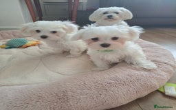 Maltese dogs for sale: Adorable Maltese Puppies For Sale❤️ - Image 2