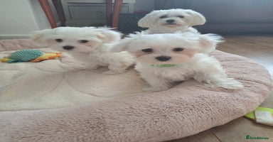 Maltese dogs - Advert 3