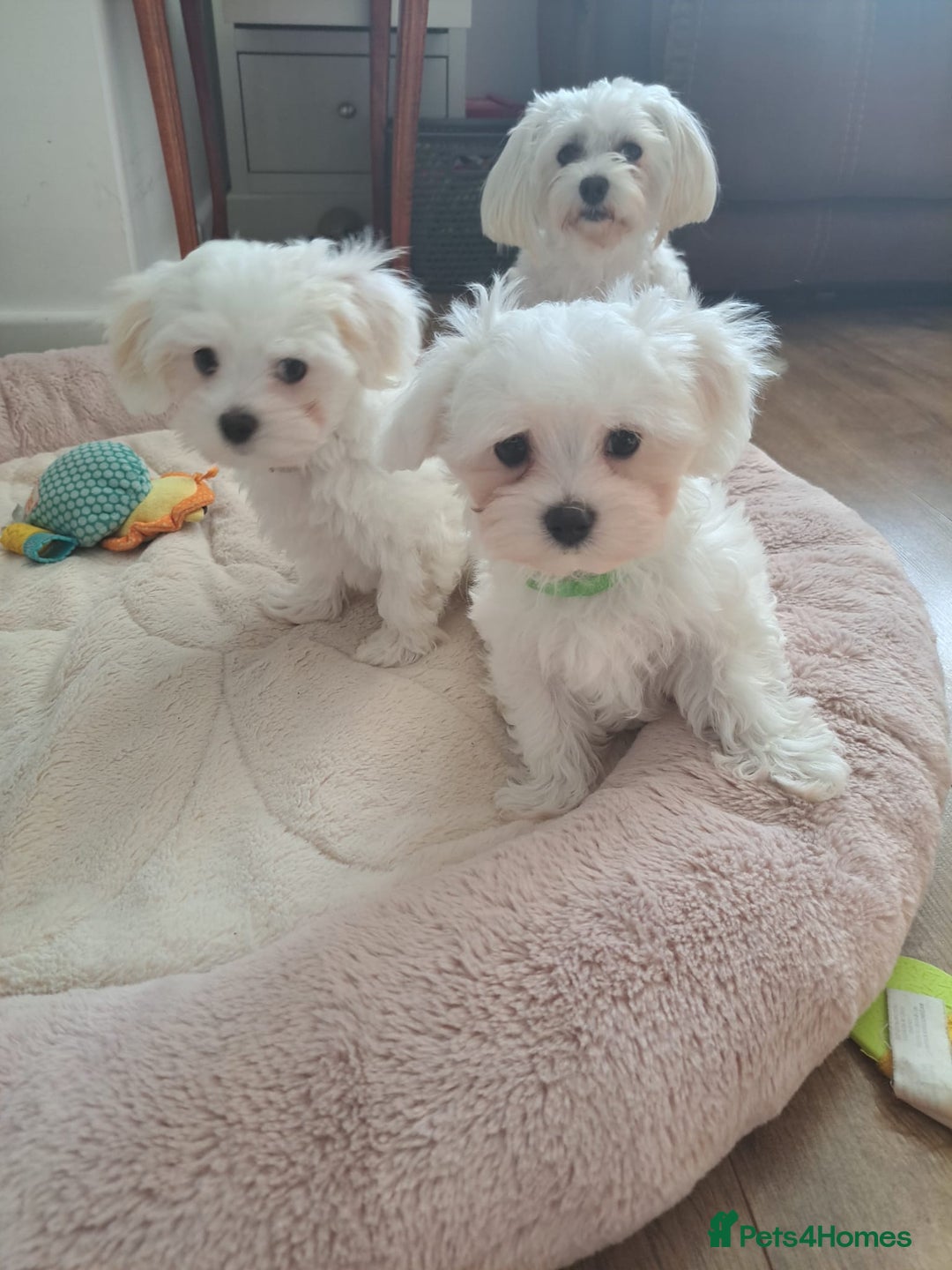 Maltese dogs for sale: Adorable Maltese Puppies For Sale❤️ - Image 2