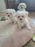 Maltese dogs - Advert 2