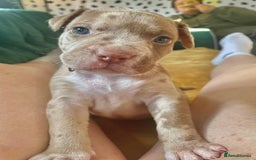 Mixed Breed dogs for sale: American bull staffy cross cross presa canario - Image 7