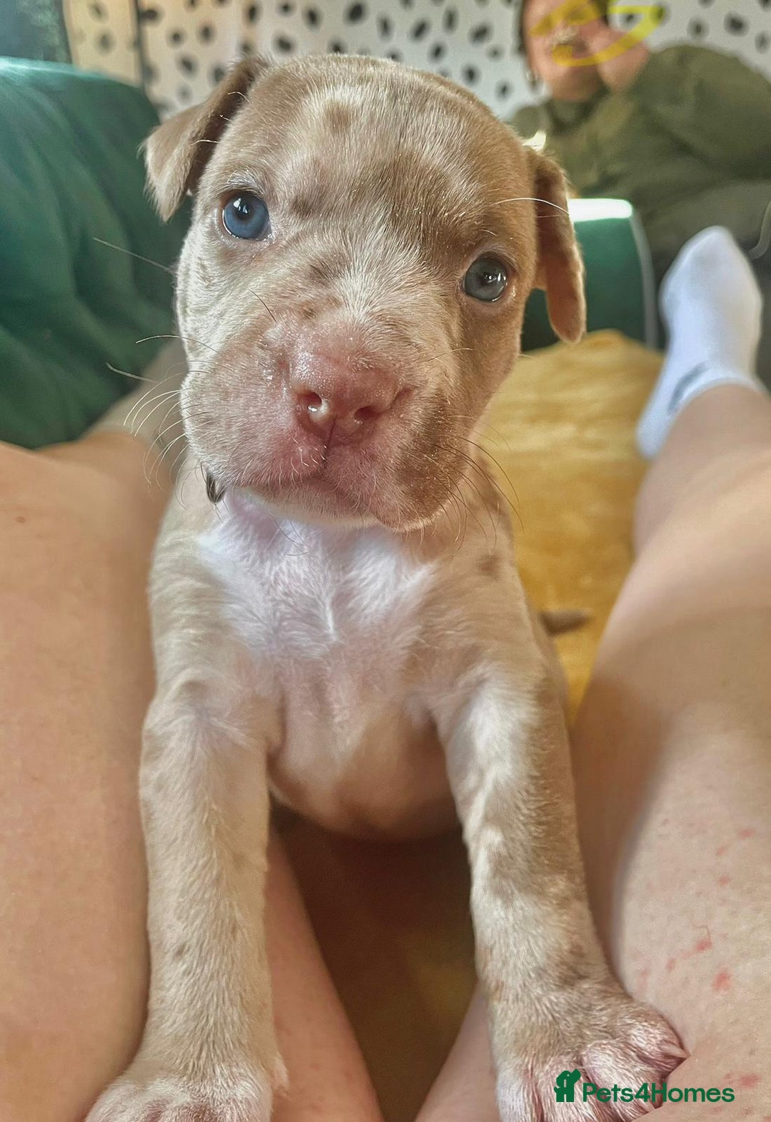 Mixed Breed dogs for sale: American bull staffy cross cross presa canario - Image 7