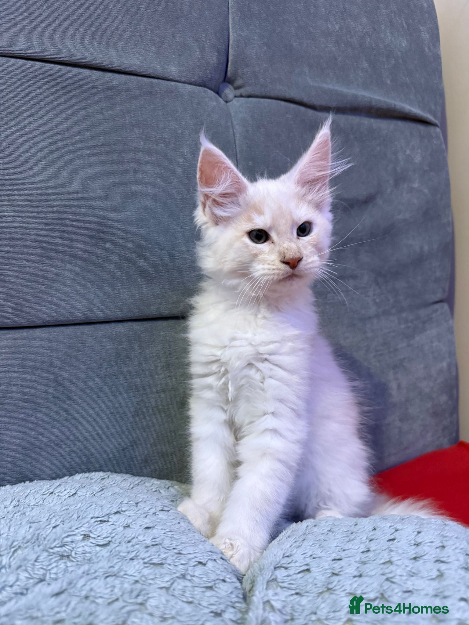 Maine Coon cats TICA registered purebred Main Coon Kittens - Advert 6