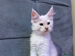 Maine Coon cats TICA registered purebred Main Coon Kittens - Advert 6