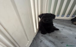 Miniature Schnauzer dogs for sale: health tested parents  - Image 10