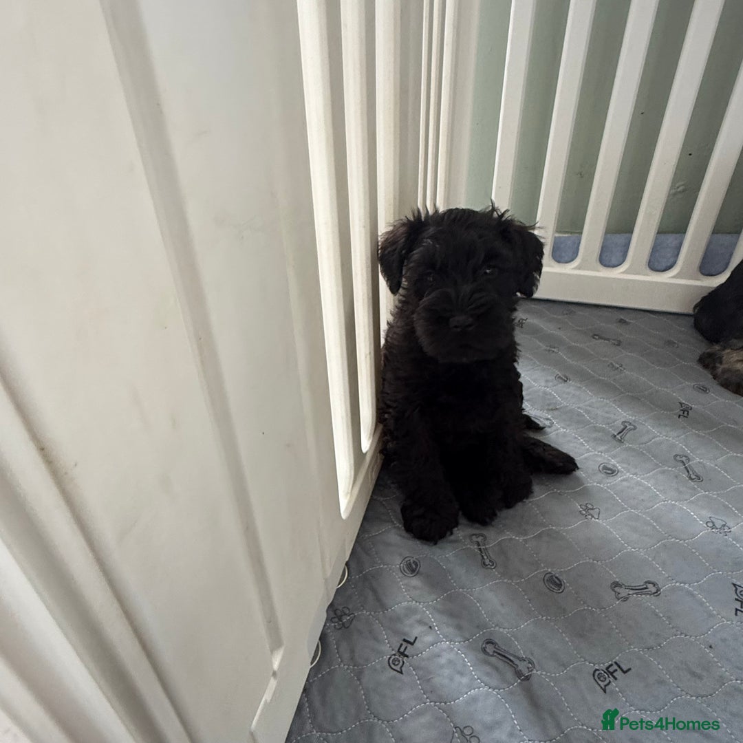 Miniature Schnauzer dogs for sale: health tested parents  - Image 10