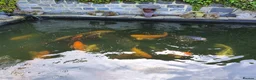 Koi Carp fish for sale: Koi Carp/Albino Sturgeon full lot needing to sell in London - Advert 2