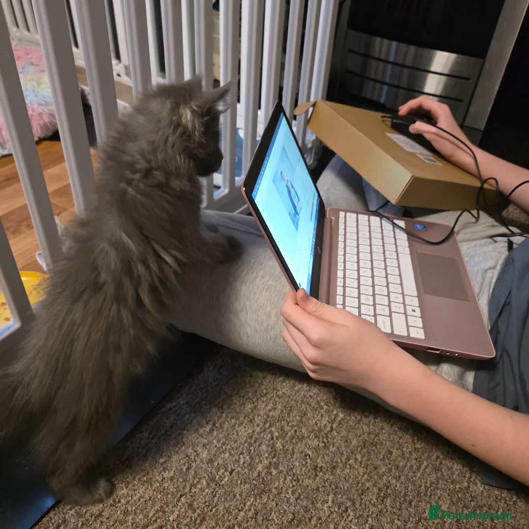 Maine Coon cats for sale: Tica reg kittens- neutered. 3 left Ready soon - Advert 15