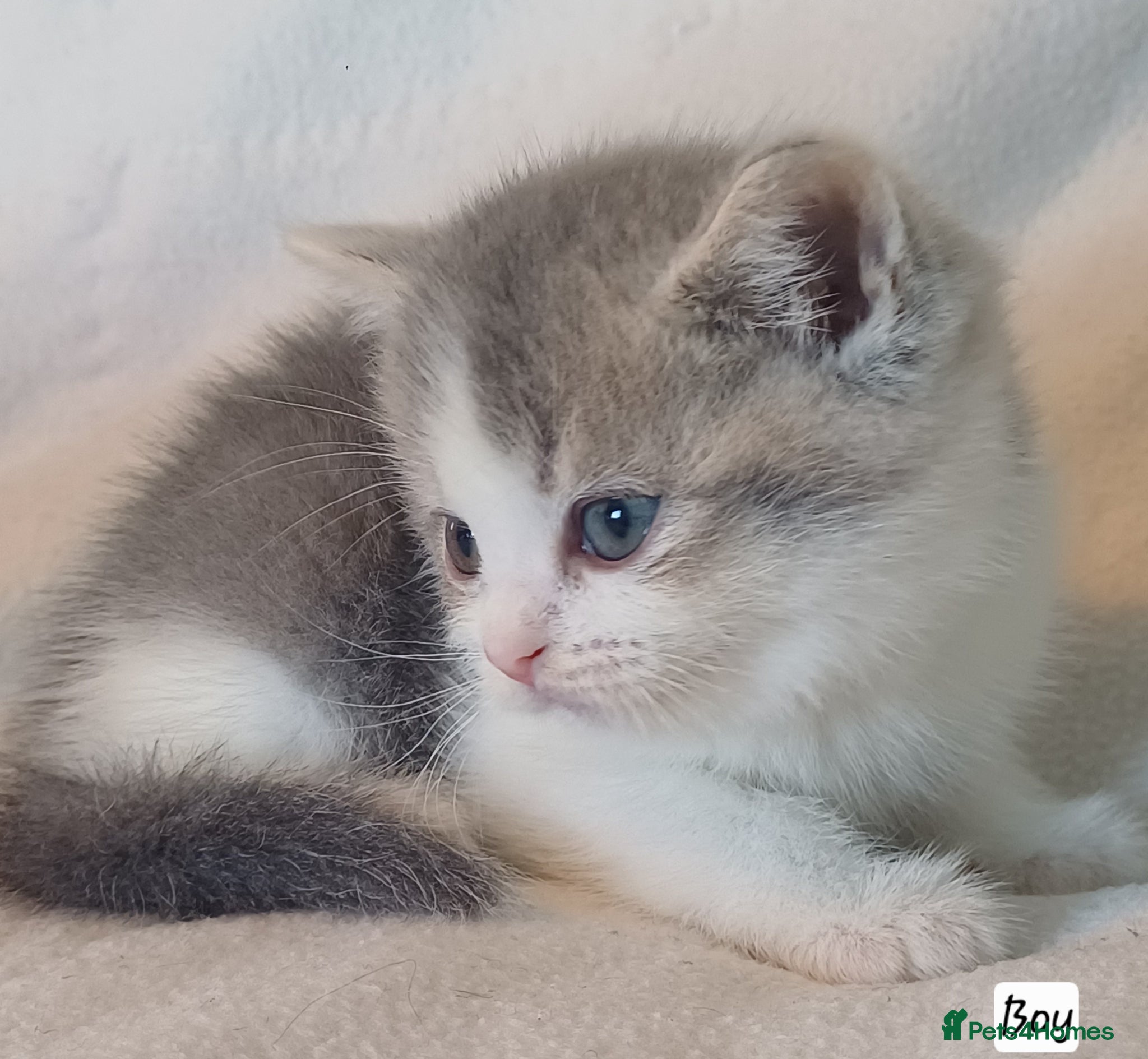 British Shorthair cats for sale: Gorgeous Brittish Shorthair 🐱 - Advert 30
