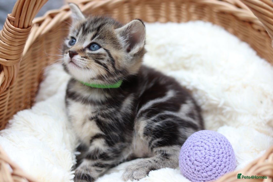 Mixed Breed cats for sale: Adorable Kittens Ready SOON - Image 19