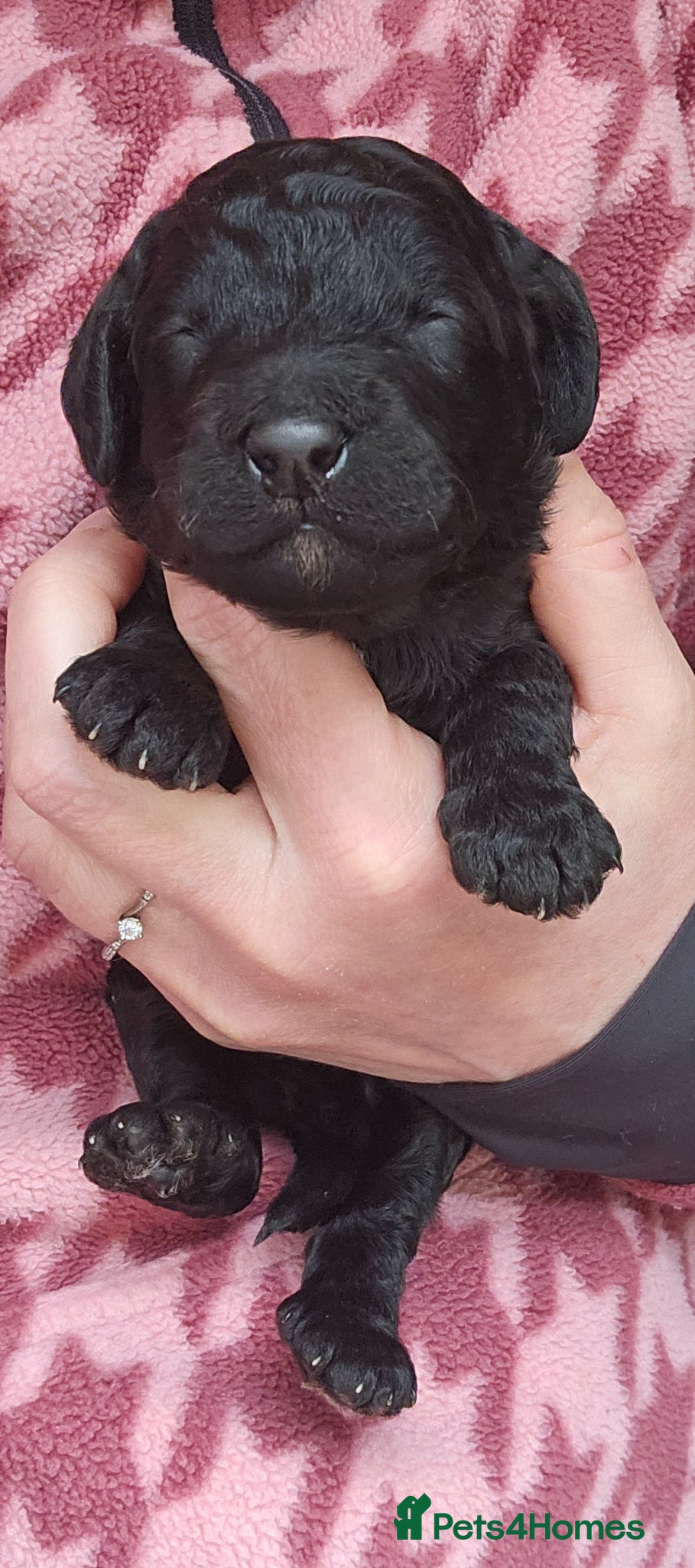 Poodle dogs for sale: Exceptional health tested Moyen Poodles  - Advert 24