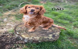 Cocker Spaniel dogs for sale: Beautiful cocker spaniel puppies - Image 7